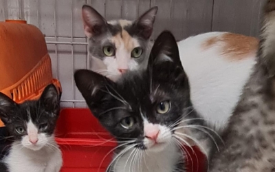 Una ventrada de gats, arribada aquesta setmana al refugi/ Protectora d'Animals de Sabadell